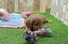 Meet Umbro - our Cavapoo Puppy Video