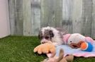 Best Mini Aussiedoodle Baby