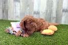 Smart Cavapoo Poodle Mix Pup