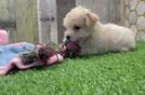 Poochon Puppy for Adoption