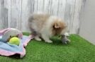 Best Pomeranian Baby