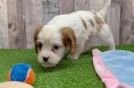 Cavalier King Charles Spaniel Puppy for Adoption