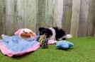 Meet Finny - our Pomachon Puppy Video