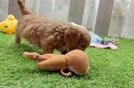 Cavapoo Pup Being Cute