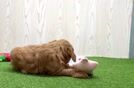 Meet Basil - our Mini Goldendoodle Puppy Video