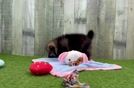 Meet Dana - our Pomeranian Puppy Video