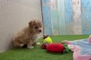 Maltipoo Puppy for Adoption