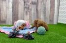 Poodle Puppy for Adoption