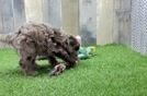 Cockapoo Puppy for Adoption