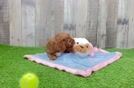 Playful Cavapoodle Poodle Mix Puppy