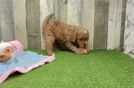 Best Mini Goldendoodle Baby