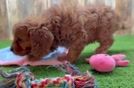 Meet Utopia - our Cavapoo Puppy Video
