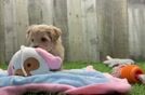 Maltipoo Puppy for Adoption