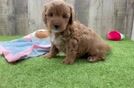 Playful Mini Groodle Poodle Mix Puppy