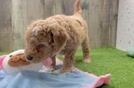 Hypoallergenic Mini Goldiepoo Poodle Mix Puppy