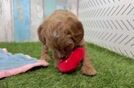 Meet Buttercup - our Cavapoo Puppy Video