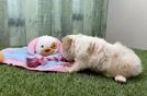 Cavapoo Puppy for Adoption