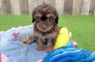 Best Cavapoo Baby