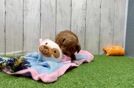Friendly Cavapoo Baby