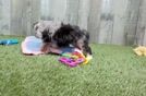 Friendly Mini Aussiedoodle Baby