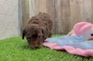 Meet Caleb - our Cavapoo Puppy Video