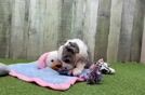 Aussiechon Puppy for Adoption