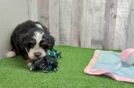 Popular Mini Bernedoodle Poodle Mix Pup