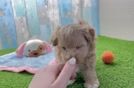 Best Maltipoo Baby