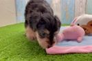 Yorkie Poo Puppy for Adoption