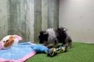 Meet Ebony - our Pomeranian Puppy Video