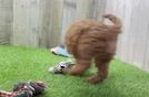 Meet Alton - our Cavapoo Puppy Video