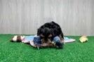 Maltipoo Puppy for Adoption