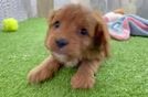 Cavapoo Puppy for Adoption