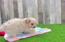 Sweet Maltipoo Baby