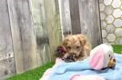 Maltipoo Pup Being Cute