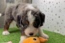 Mini Bernedoodle Pup Being Cute
