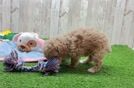 Energetic Toy Poodle Purebred Puppy