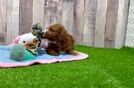 Meet Shazam - our Poodle Puppy Video