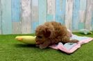 Meet Marianne - our Cavapoo Puppy Video