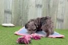 Meet Layla - our Maltipoo Puppy Video
