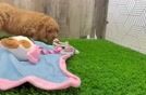 Happy Mini Goldendoodle Baby