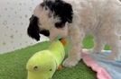 Energetic Mini Bernadoodle Poodle Mix Puppy