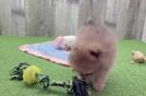 Pomeranian Pup Being Cute