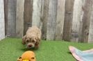 Cockapoo Pup Being Cute