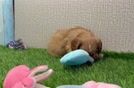 Cavalier King Charles Spaniel Puppy for Adoption