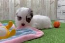 Havanese Pup Being Cute