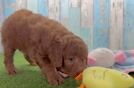 Best Mini Goldendoodle Baby