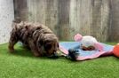 Meet Kenobi - our Cavapoo Puppy Video