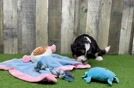 Meet Samson - our Mini Bernedoodle Puppy Video