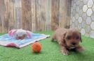 Cavapoo Puppy for Adoption